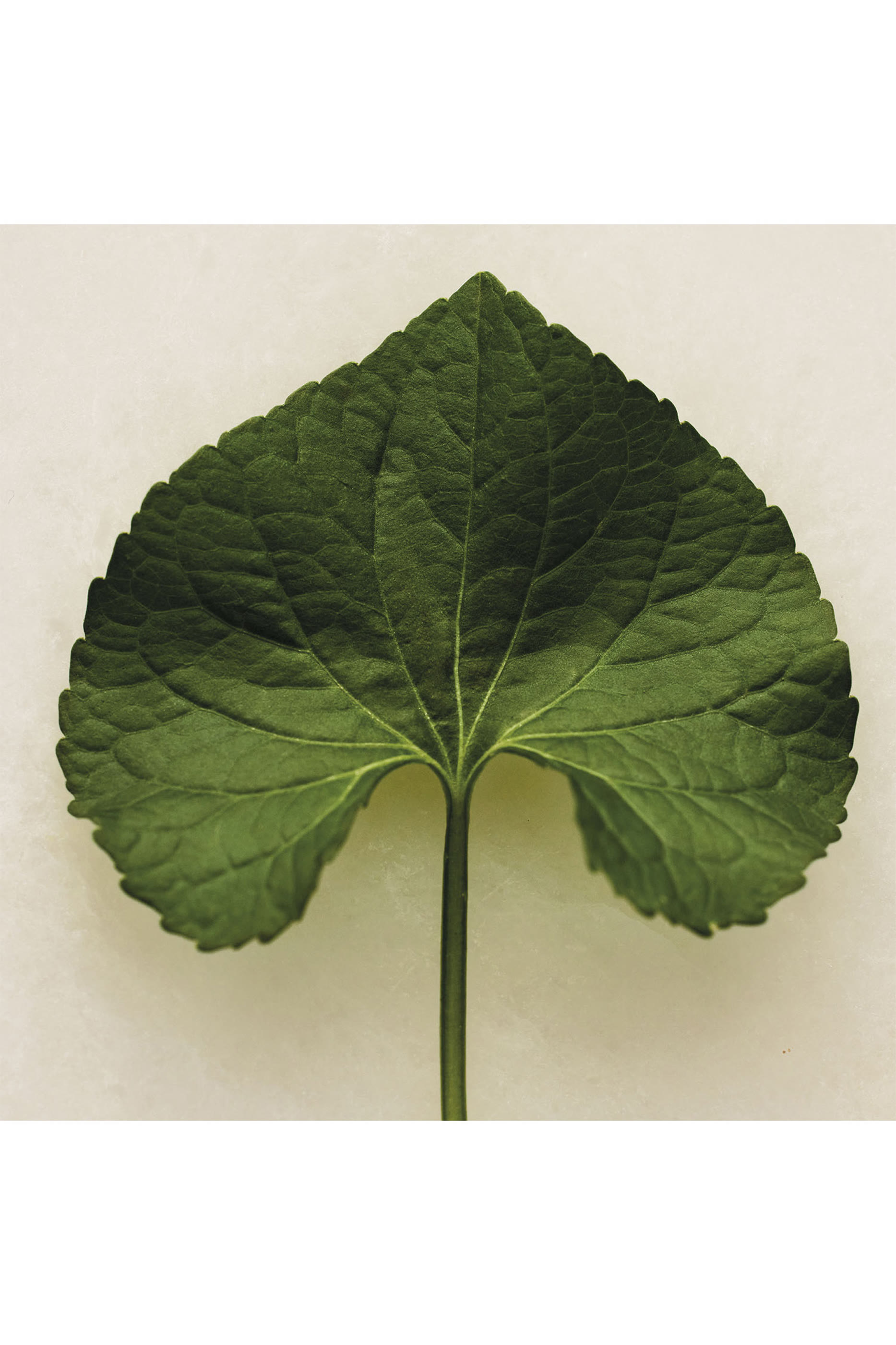 أو دو بارفان أتيليه دي فلور فيوليت