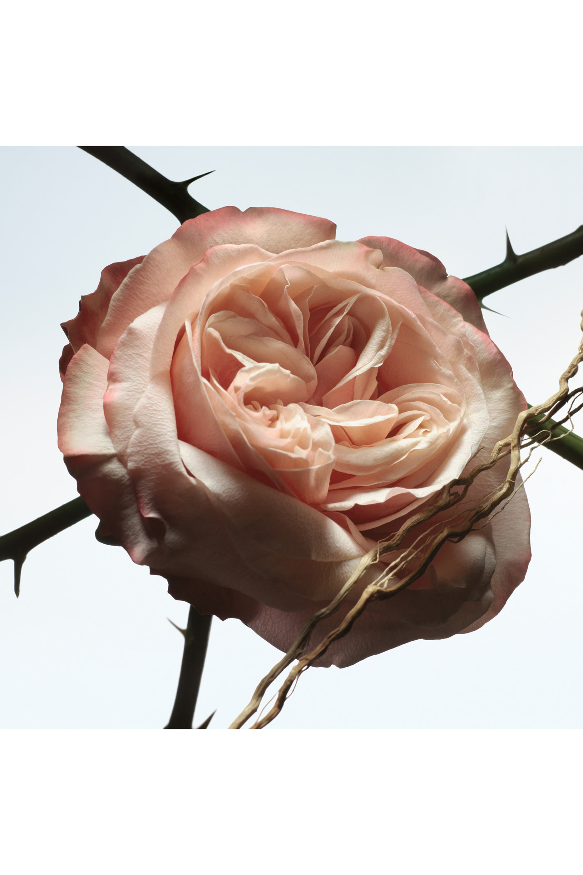 أو دو بارفان روزا كارنيفورا