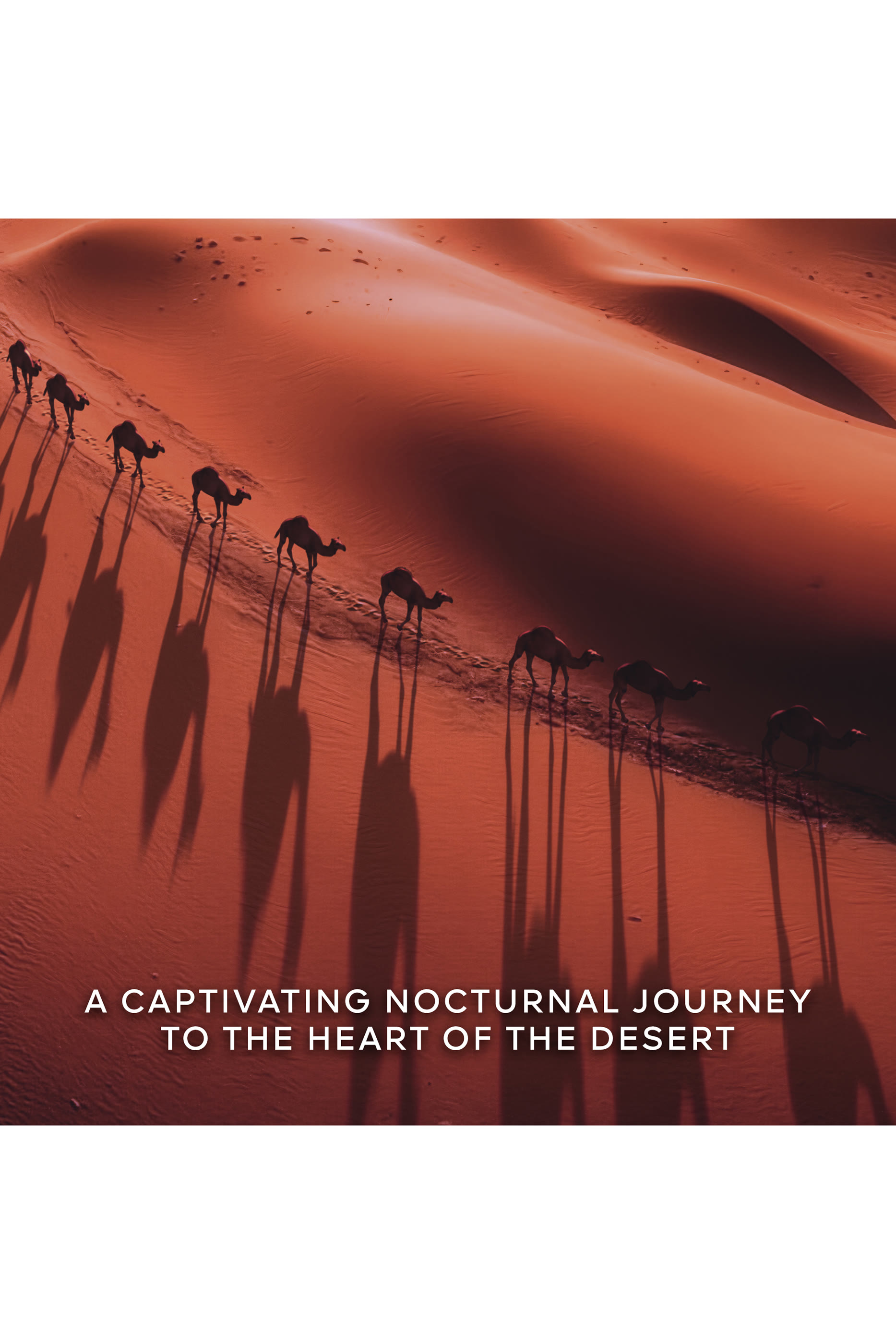 أو دو بارفان أبسولوس أليجوريا تاباك صحارى