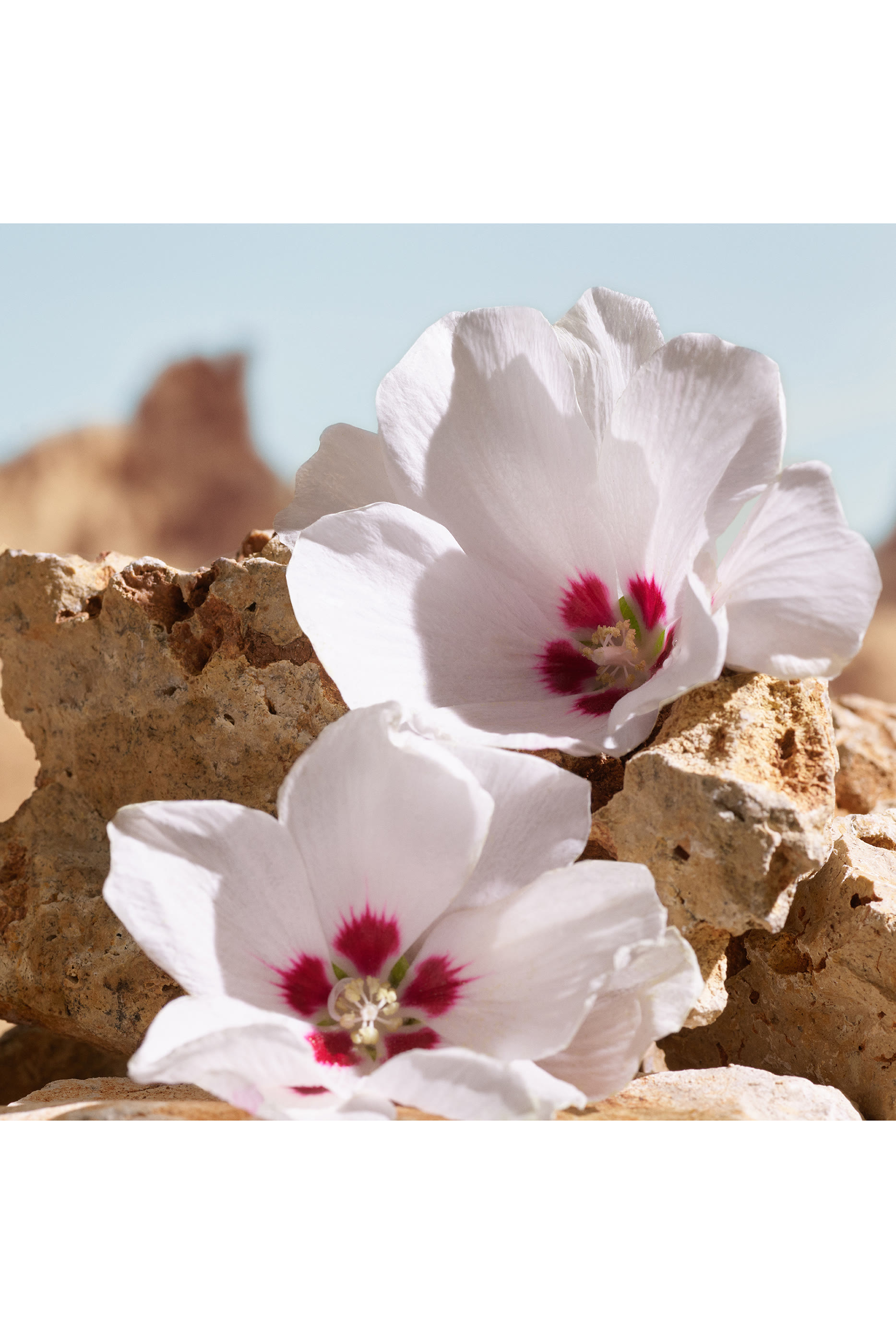 عطر كيه اليكسير