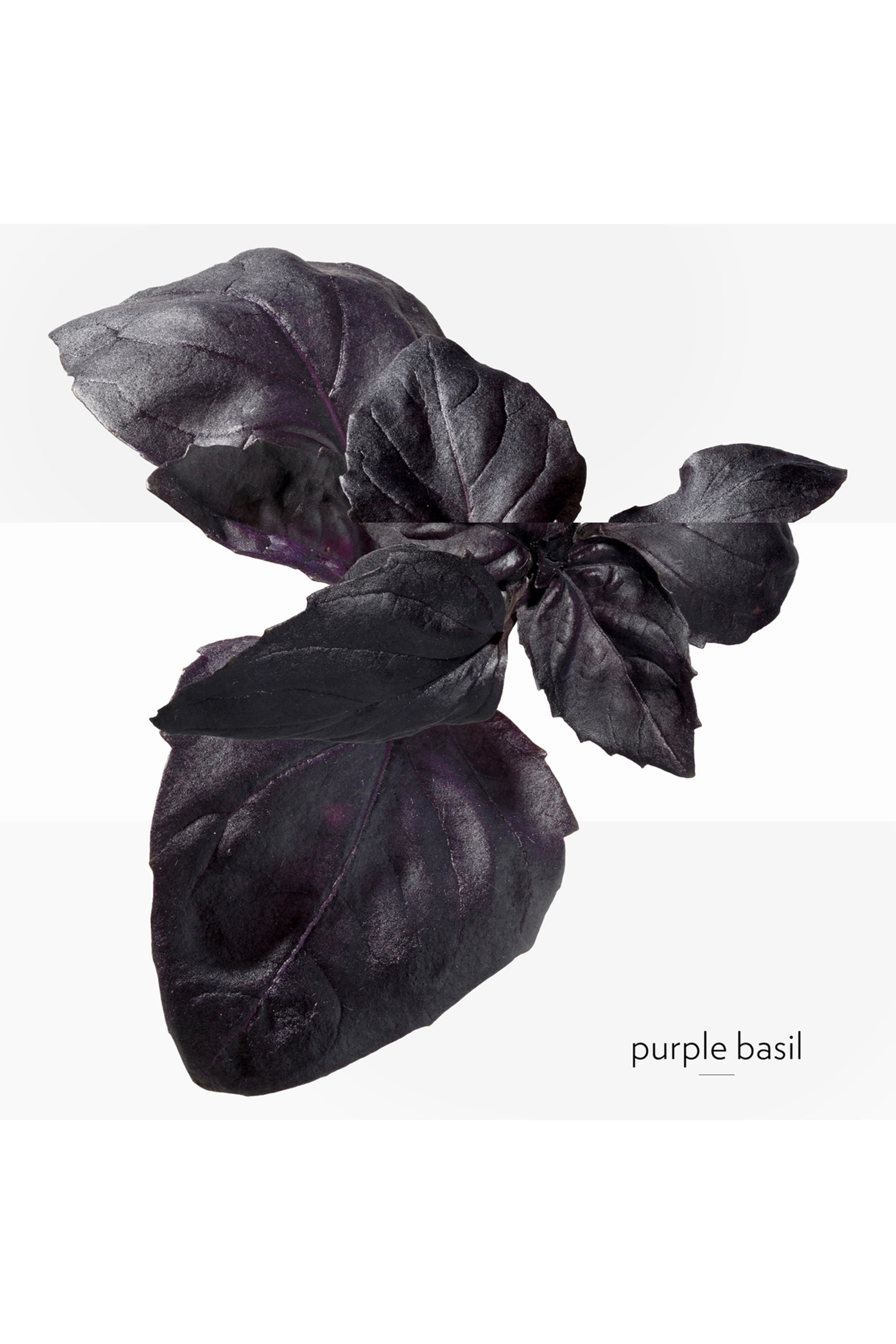 Eau de Basilic Pourpre, ماء كولونيا