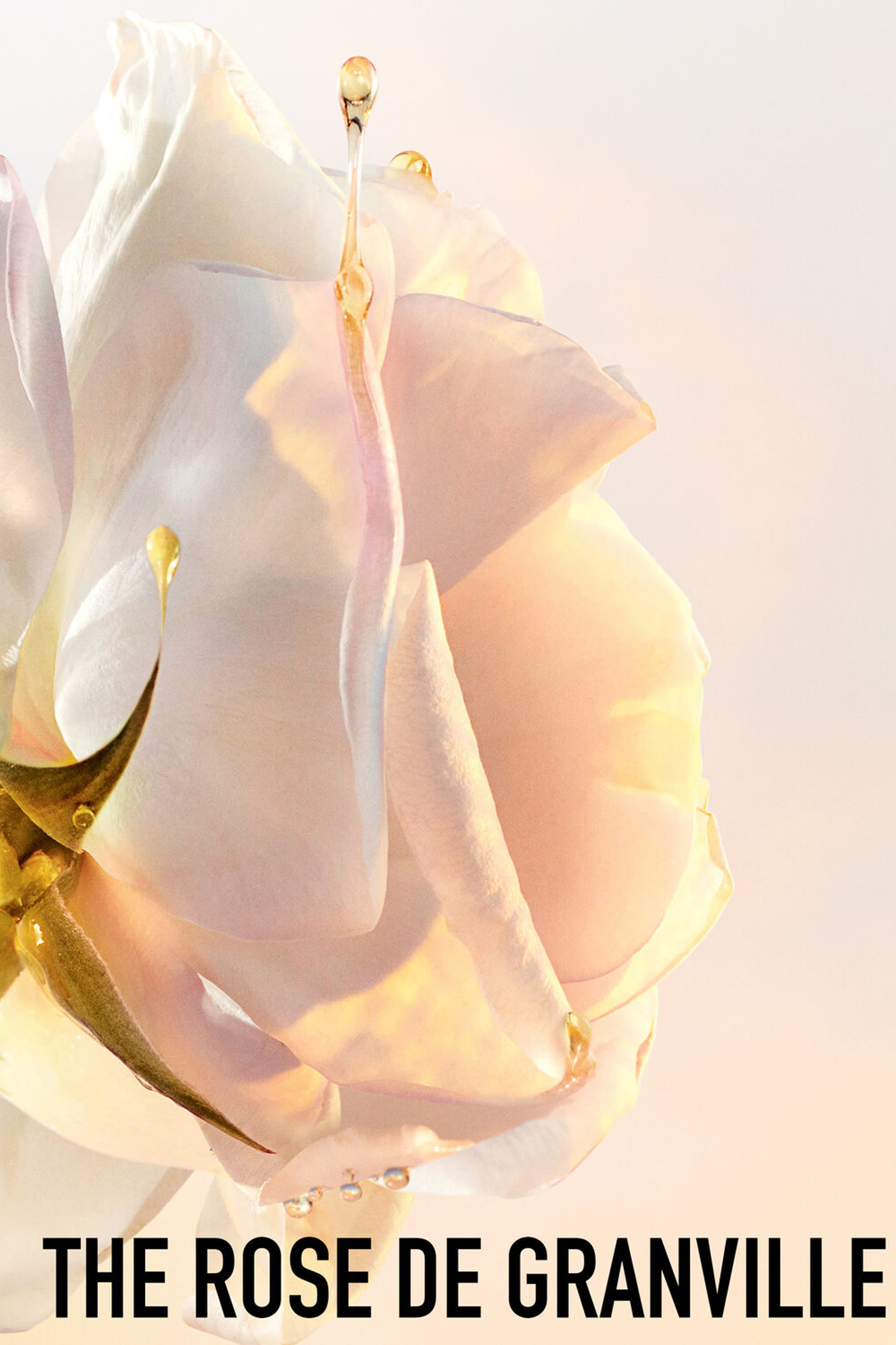 مقشر السكر ديور برستيج