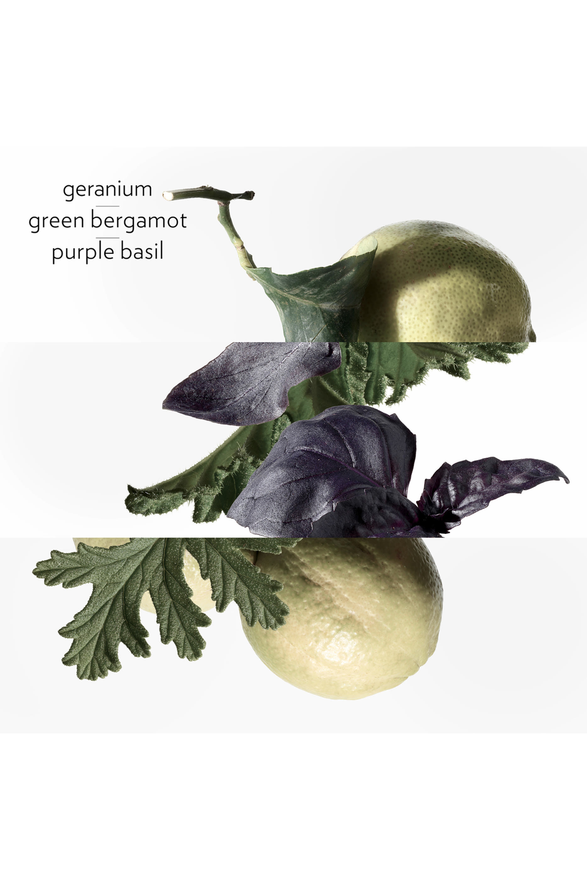 Eau de Basilic Pourpre, ماء كولونيا