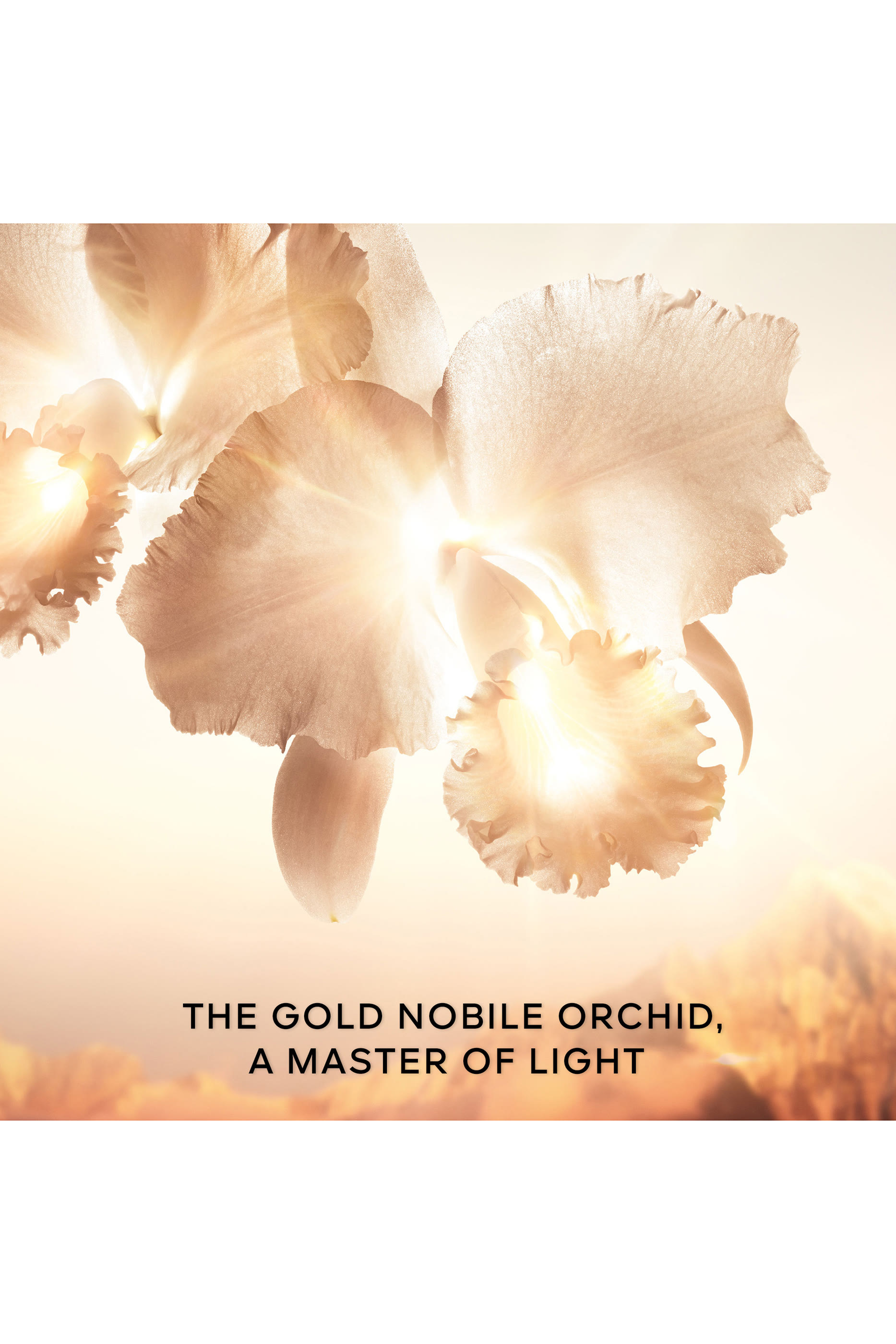 لوشن أوركيدي أمبريال غولد نوبيل ذا غولد إيسنس