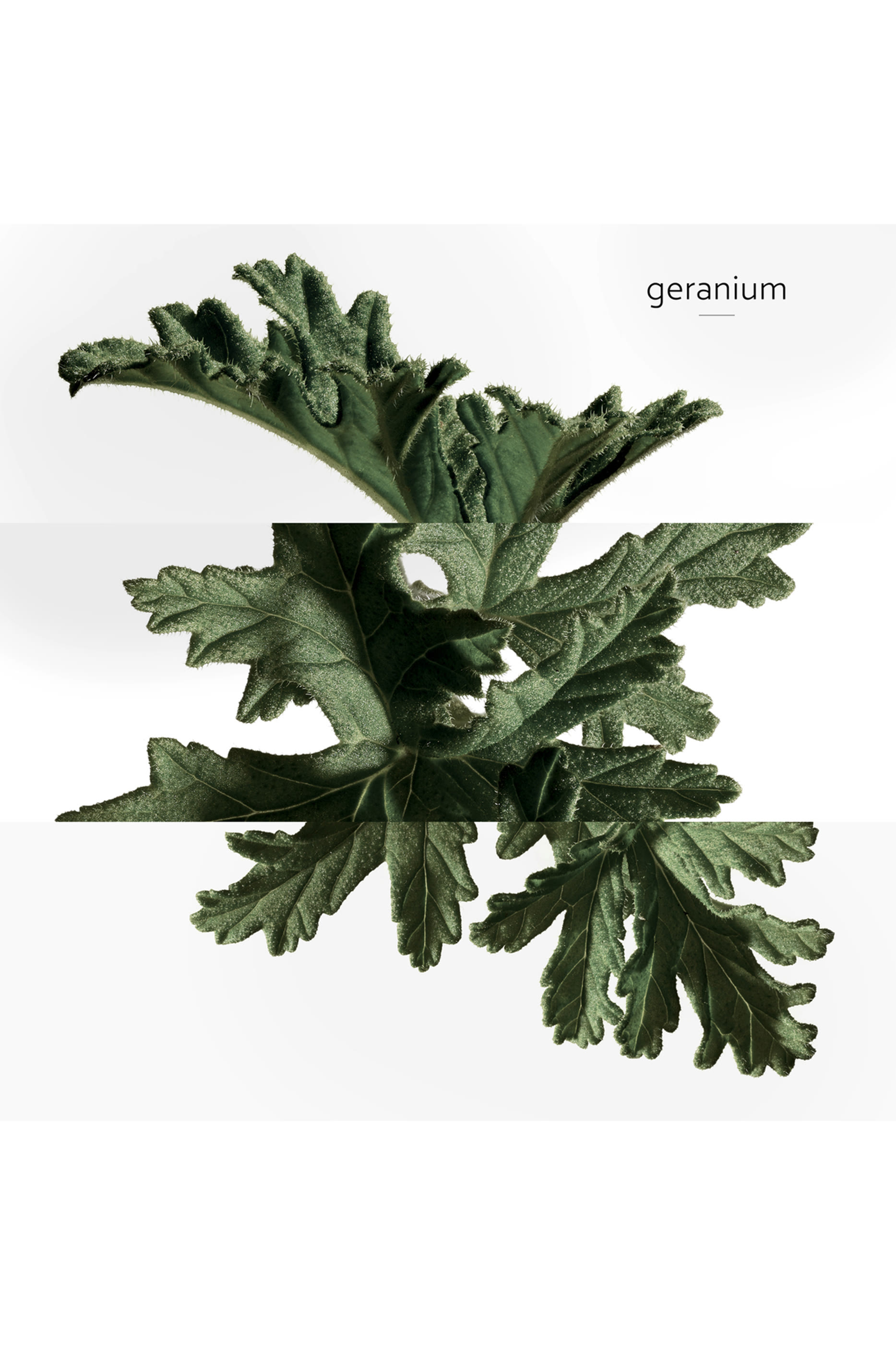 Eau de Basilic Pourpre, ماء كولونيا